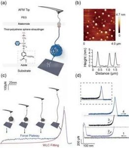 王炜、曹毅教授研究团队在疏水相互作用方面取得新进展
