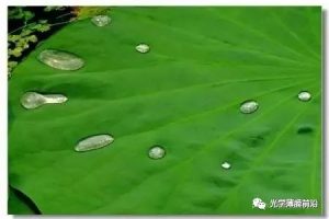 聊一聊【超疏水材料】的前世今生