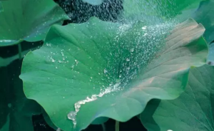 拒水拒油纳米涂层疏水的原理是什么?