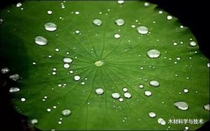 木材外观自修复超疏水涂层的构建