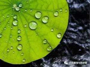 科普：什么是超疏水自洁涂料