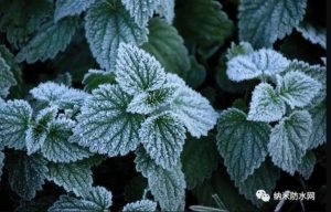 薄荷叶的独特纹理 帮助科学家开发出了新型抗冰涂层